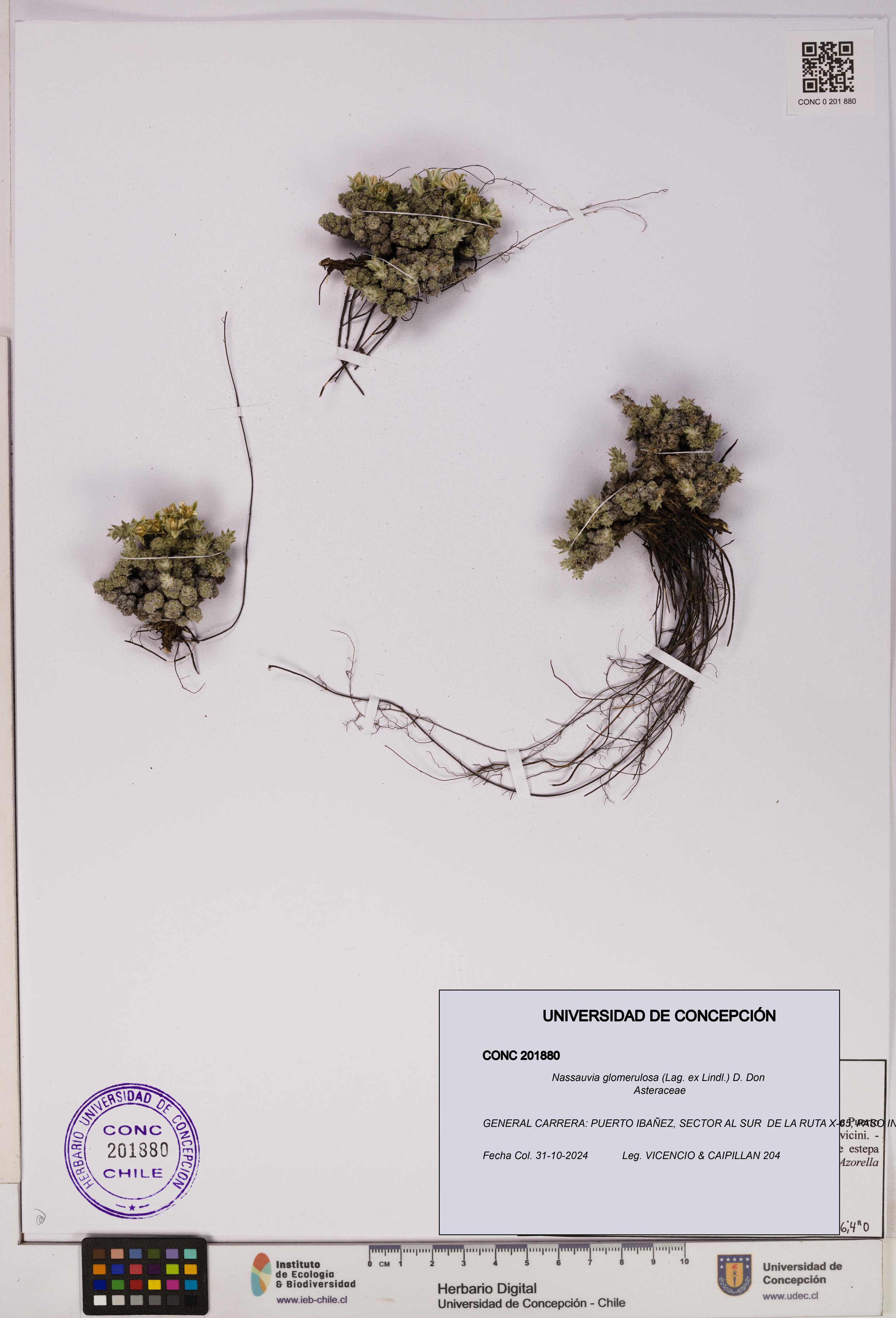 Nassauvia glomerulosa [Espécimen: UDEC:CONC:0201880]