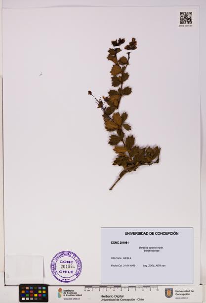 Berberis darwinii [Espécimen: UDEC:CONC:0201881]