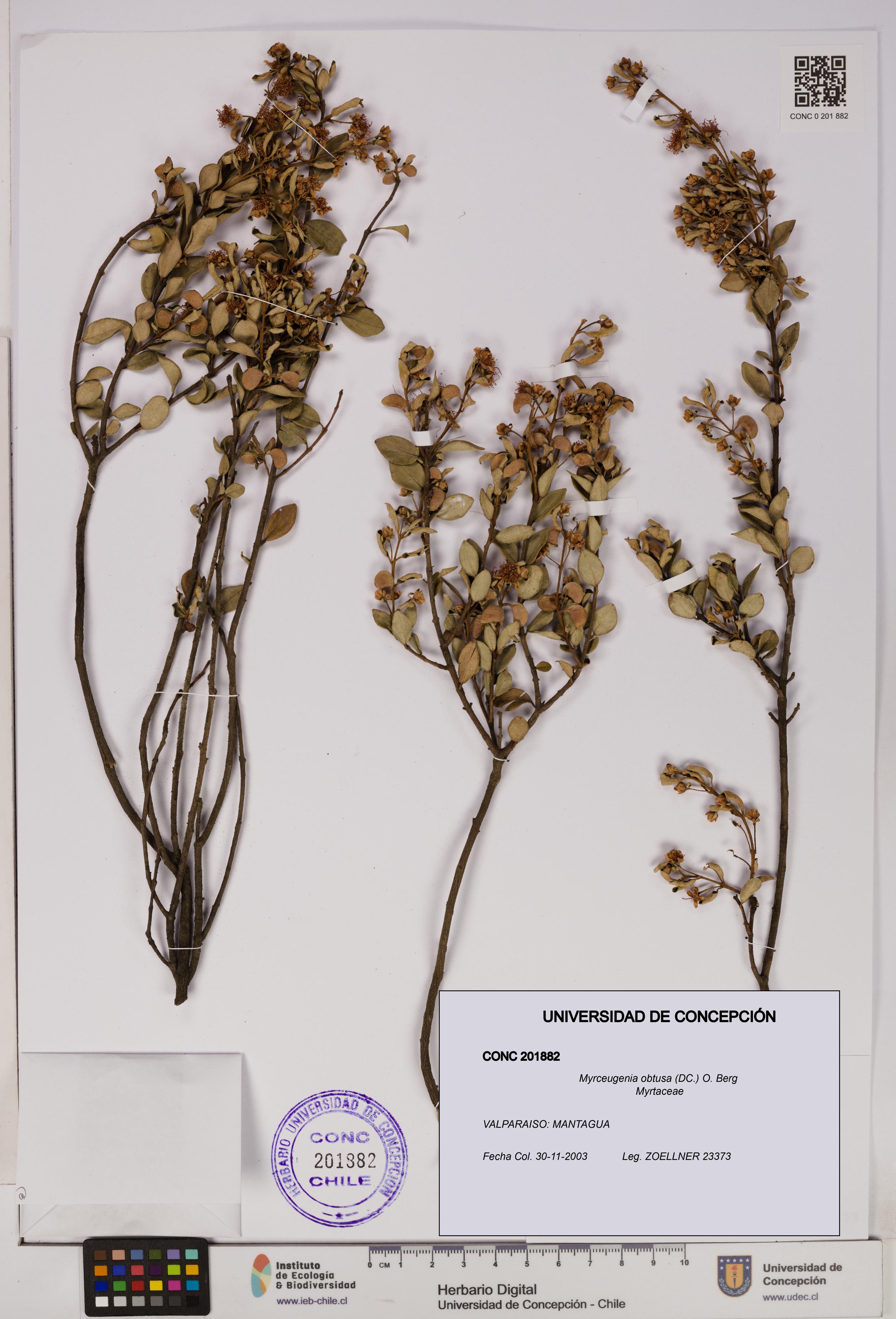 Myrceugenia obtusa [Espécimen: UDEC:CONC:0201882]