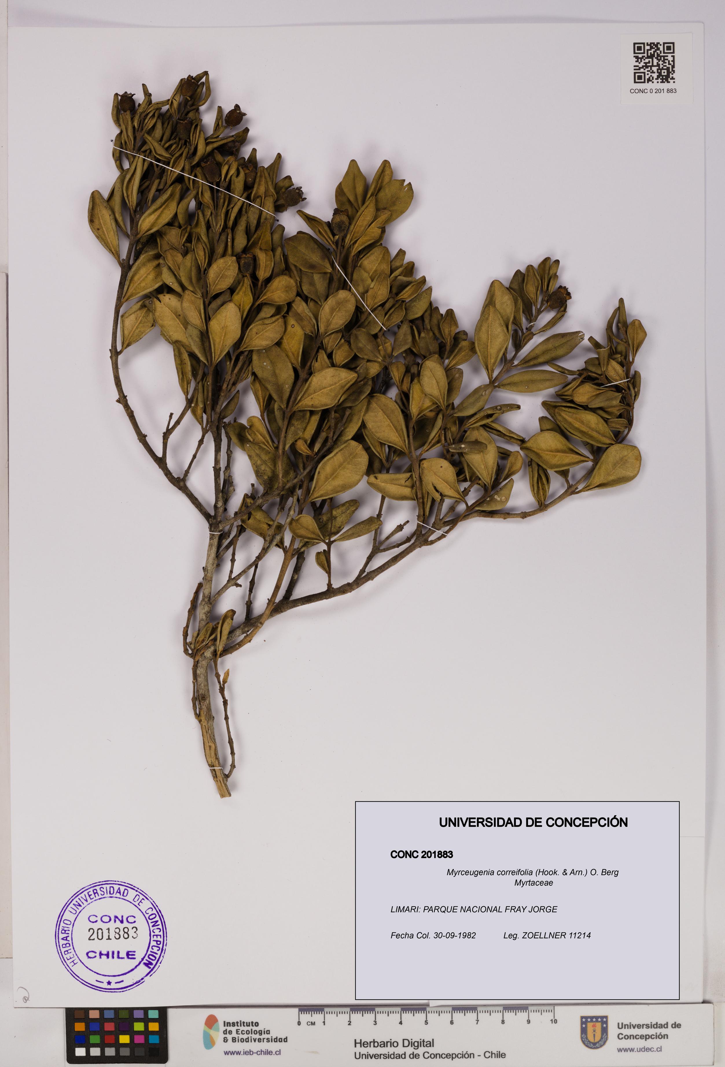 Myrceugenia correifolia [Espécimen: UDEC:CONC:0201883]