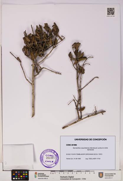 Myrcianthes coquimbensis [Espécimen: UDEC:CONC:0201884]