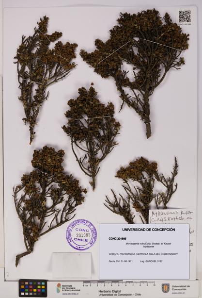 Myrceugenia rufa [Espécimen: UDEC:CONC:0201885]