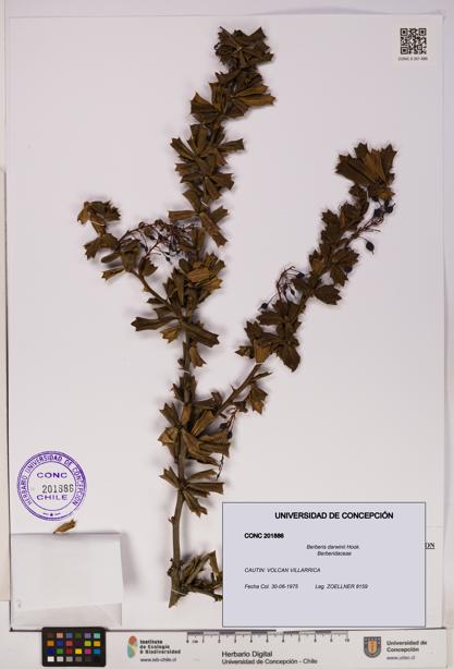 Berberis darwinii [Espécimen: UDEC:CONC:0201886]