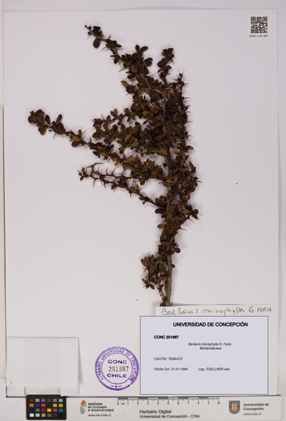 Berberis microphylla [Espécimen: UDEC:CONC:0201887]