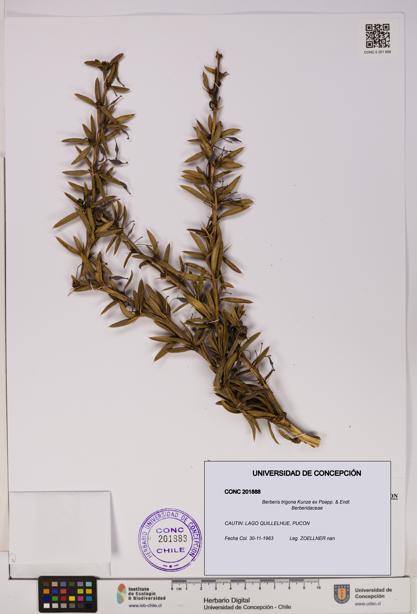 Berberis trigona [Espécimen: UDEC:CONC:0201888]
