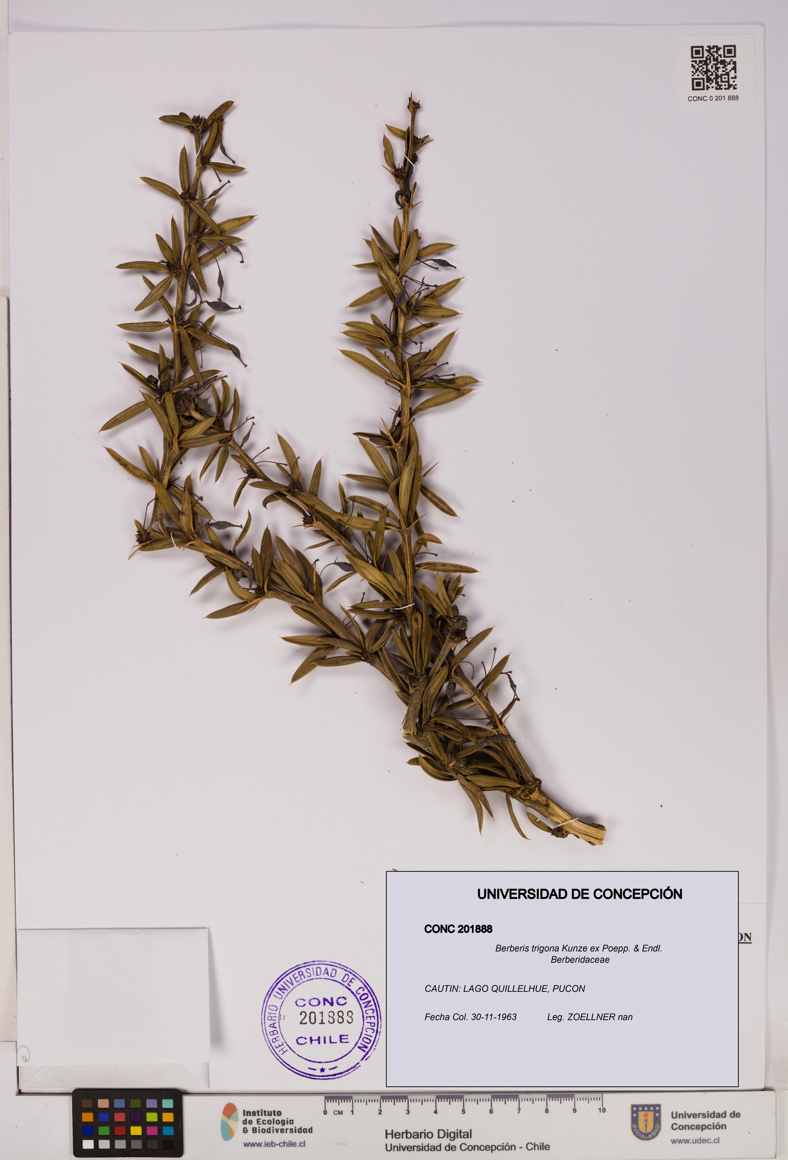 Berberis trigona [Espécimen: UDEC:CONC:0201888]