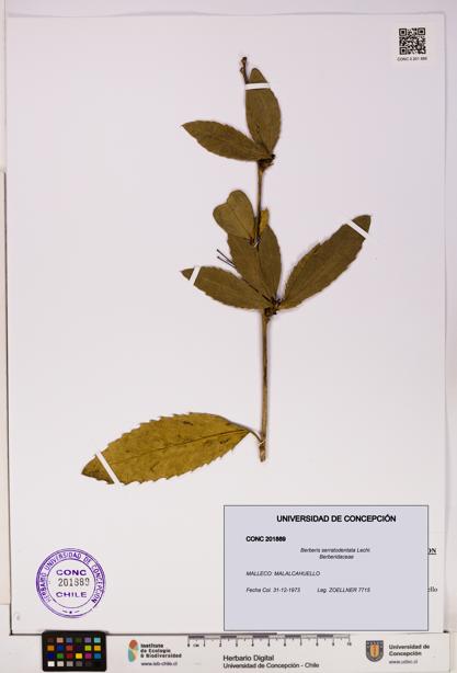 Berberis serratodentata [Espécimen: UDEC:CONC:0201889]