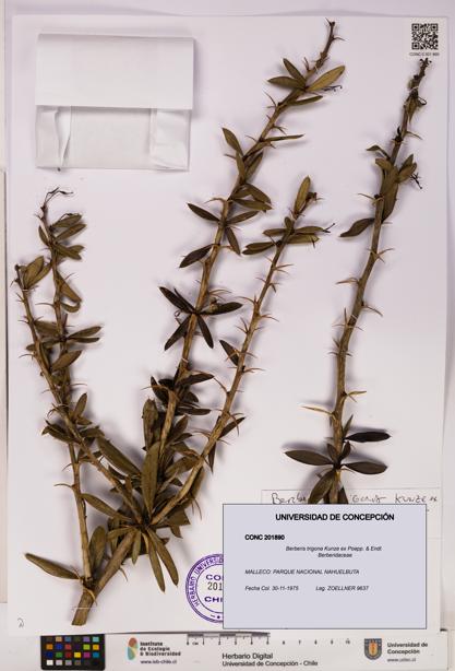 Berberis trigona [Espécimen: UDEC:CONC:0201890]