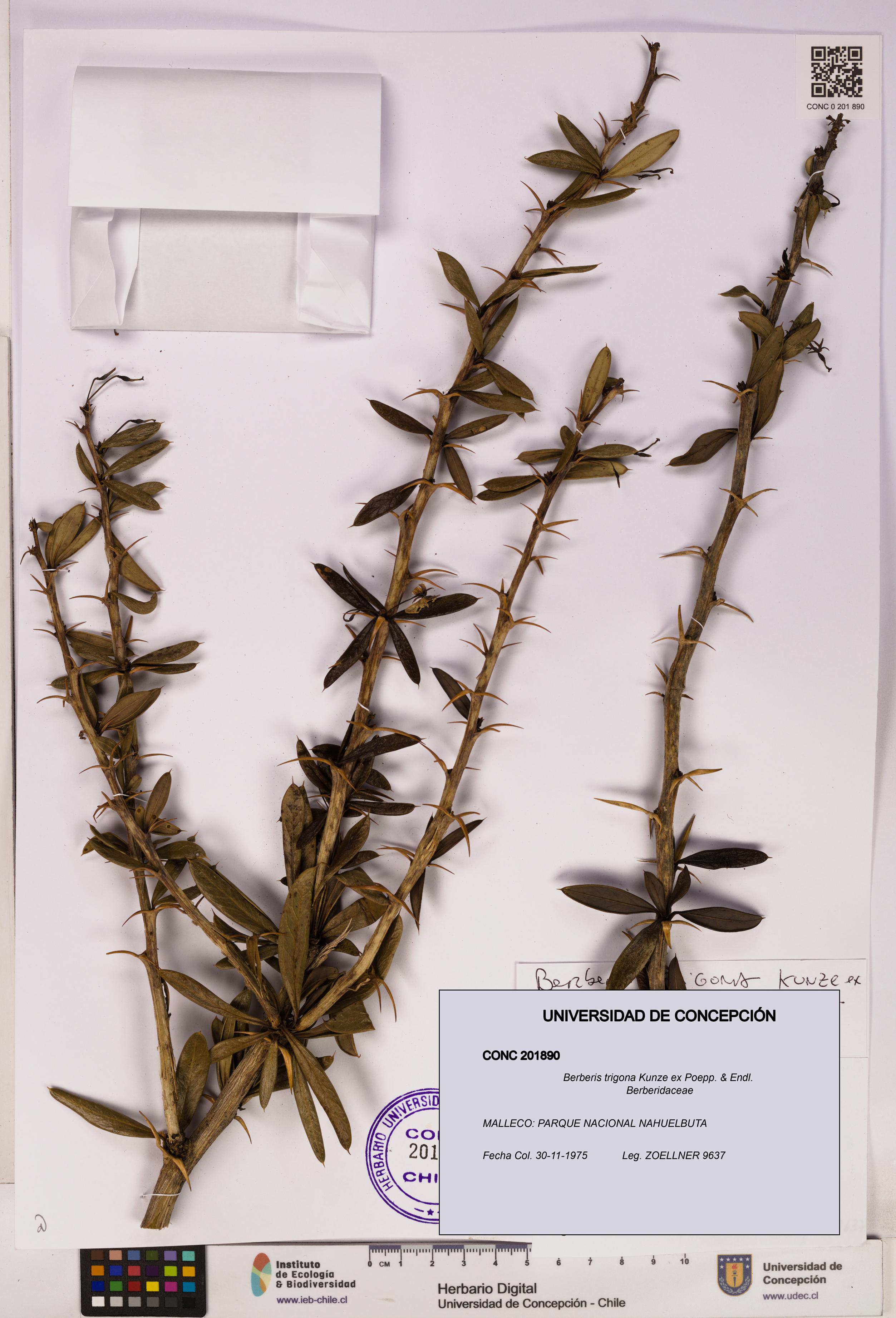 Berberis trigona [Espécimen: UDEC:CONC:0201890]