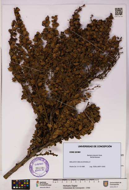 Berberis darwinii [Espécimen: UDEC:CONC:0201891]