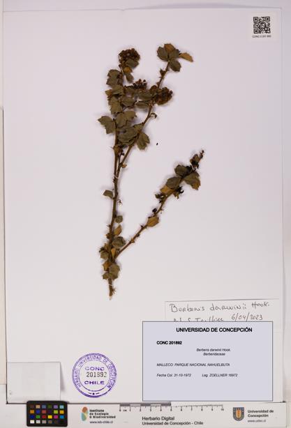Berberis darwinii [Espécimen: UDEC:CONC:0201892]