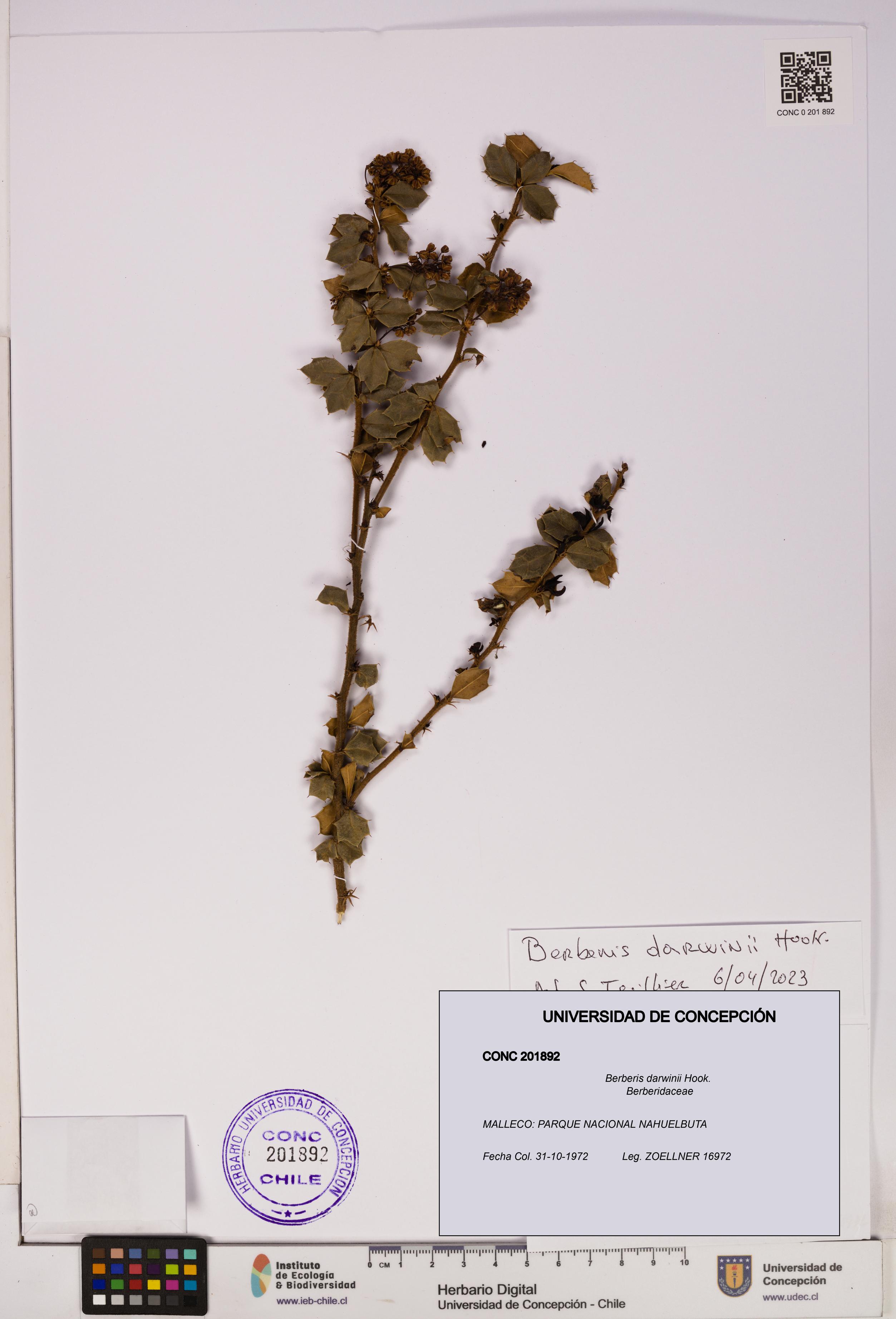 Berberis darwinii [Espécimen: UDEC:CONC:0201892]