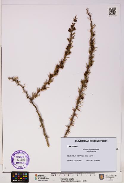 Berberis empetrifolia [Espécimen: UDEC:CONC:0201893]