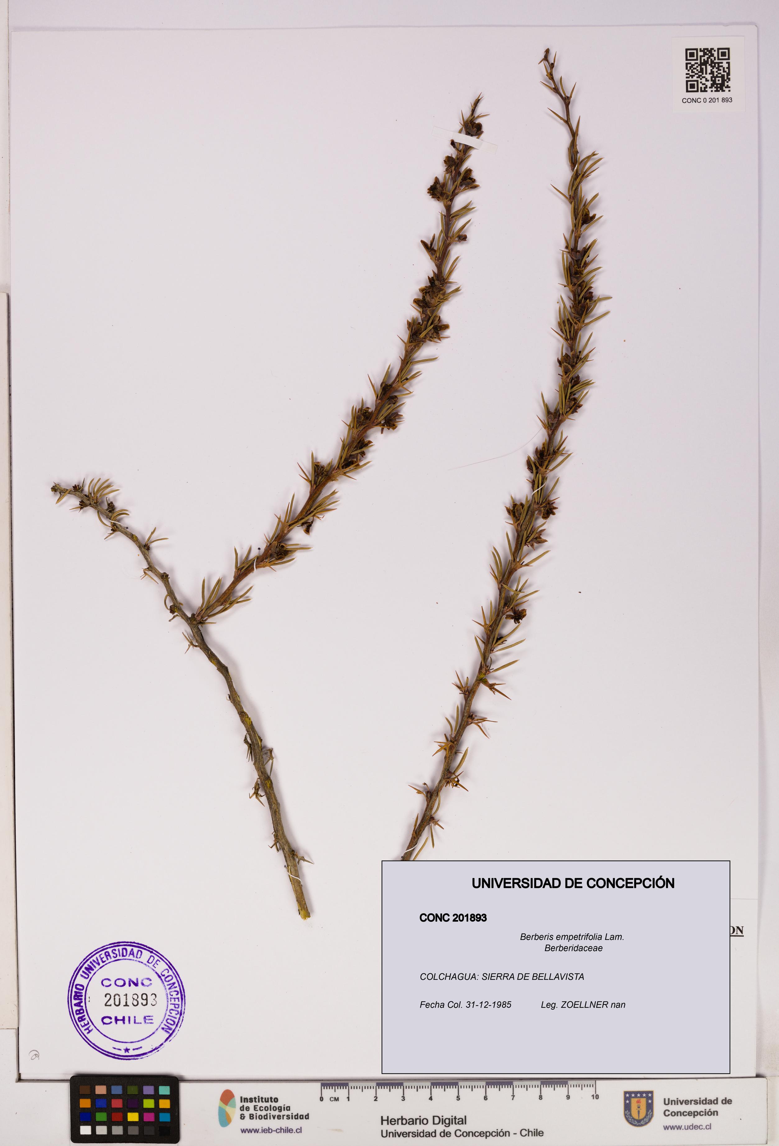 Berberis empetrifolia [Espécimen: UDEC:CONC:0201893]