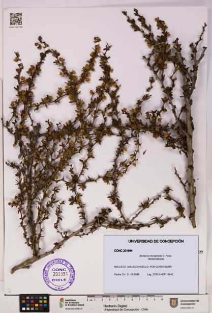 Berberis microphylla [Espécimen: UDEC:CONC:0201894]