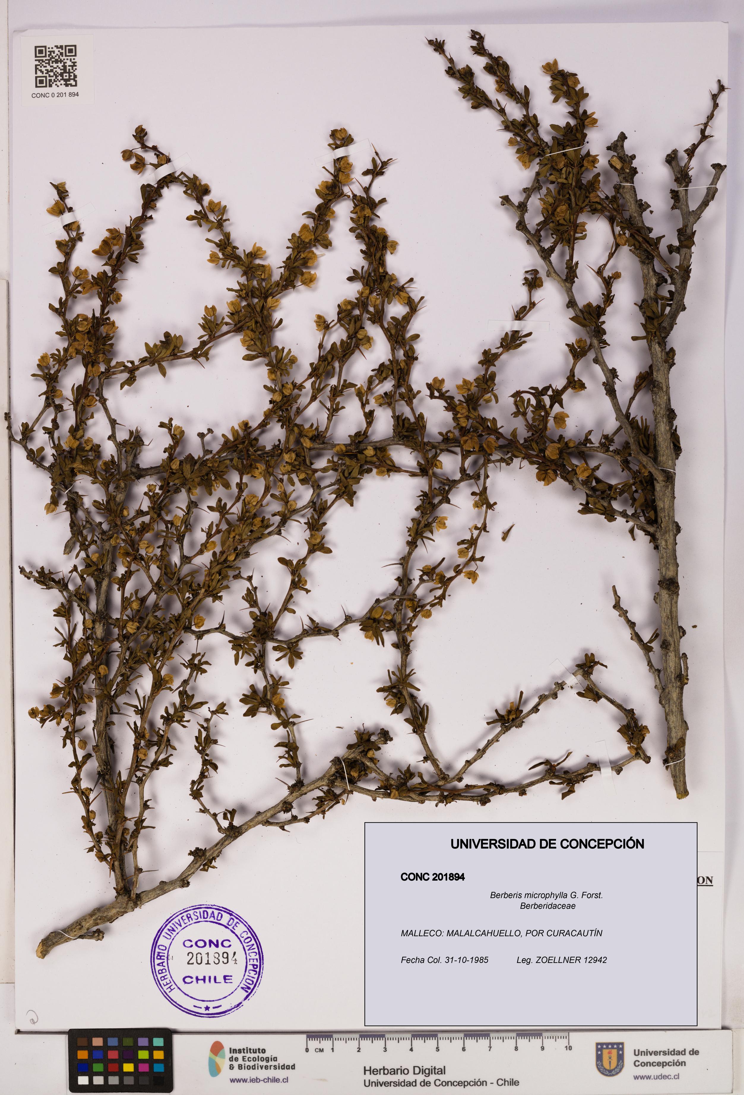 Berberis microphylla [Espécimen: UDEC:CONC:0201894]