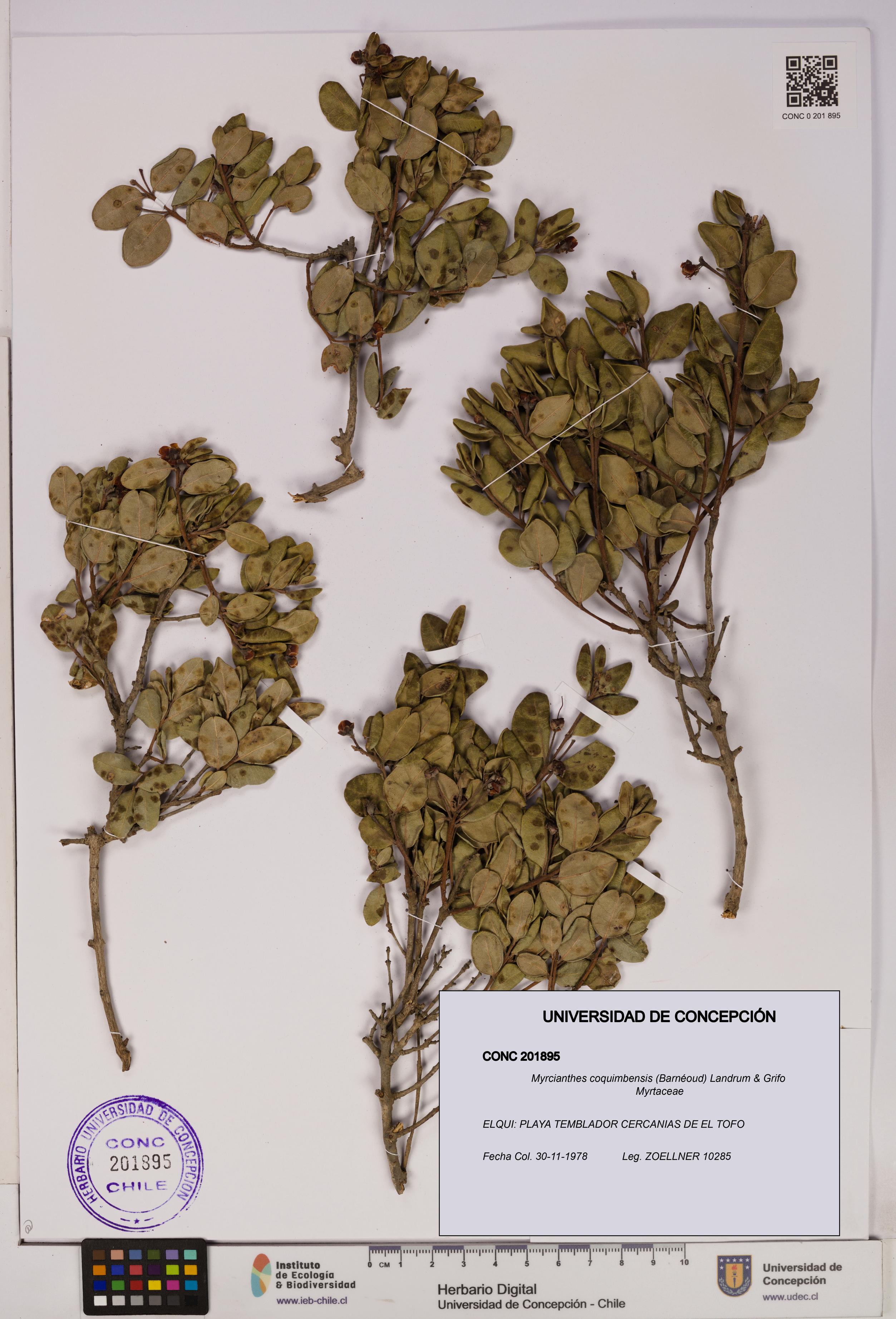 Myrcianthes coquimbensis [Espécimen: UDEC:CONC:0201895]