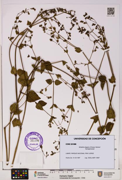 Mirabilis elegans [Espécimen: UDEC:CONC:0201896]