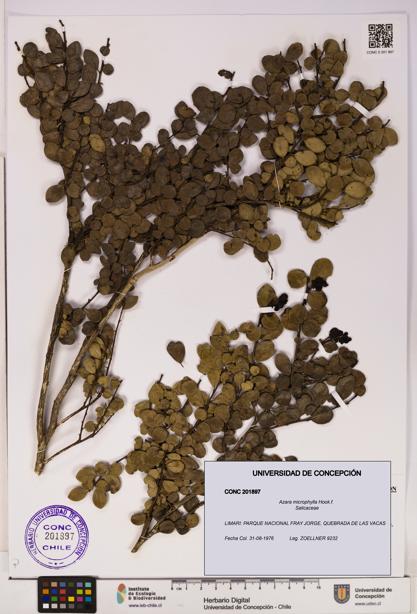 Azara microphylla [Espécimen: UDEC:CONC:0201897]