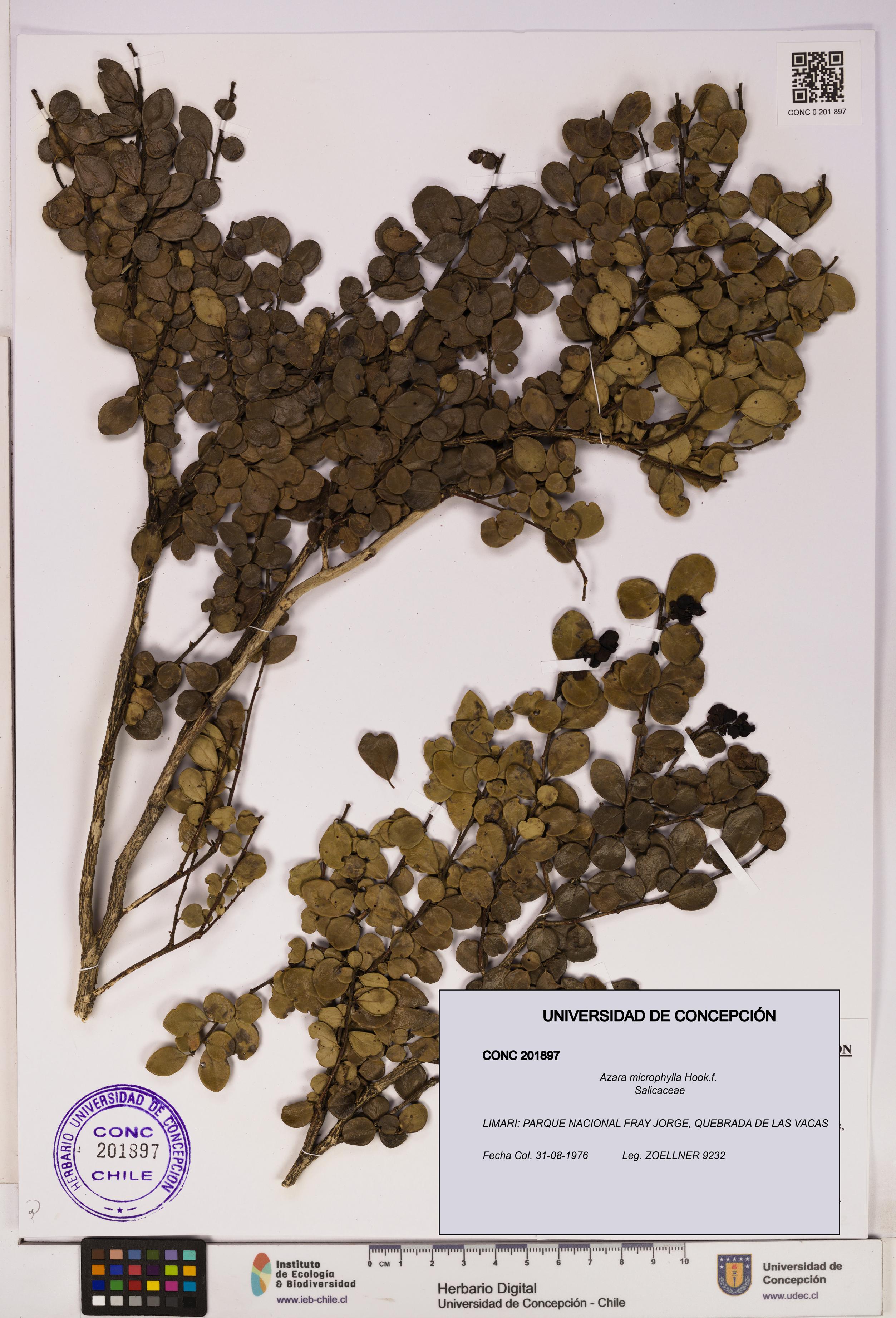 Azara microphylla [Espécimen: UDEC:CONC:0201897]