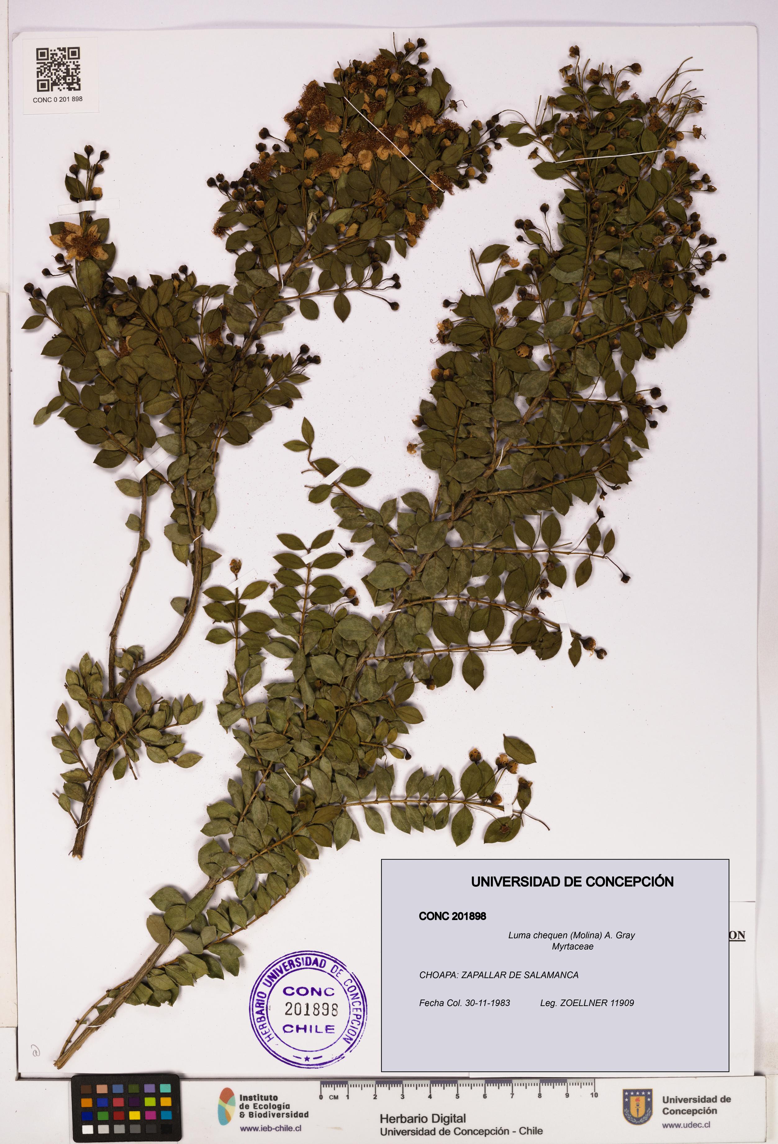 Luma chequen [Espécimen: UDEC:CONC:0201898]