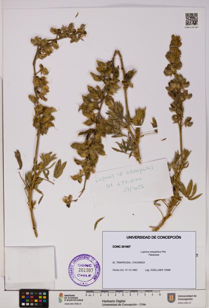 Lupinus oreophilus [Espécimen: UDEC:CONC:0201907]