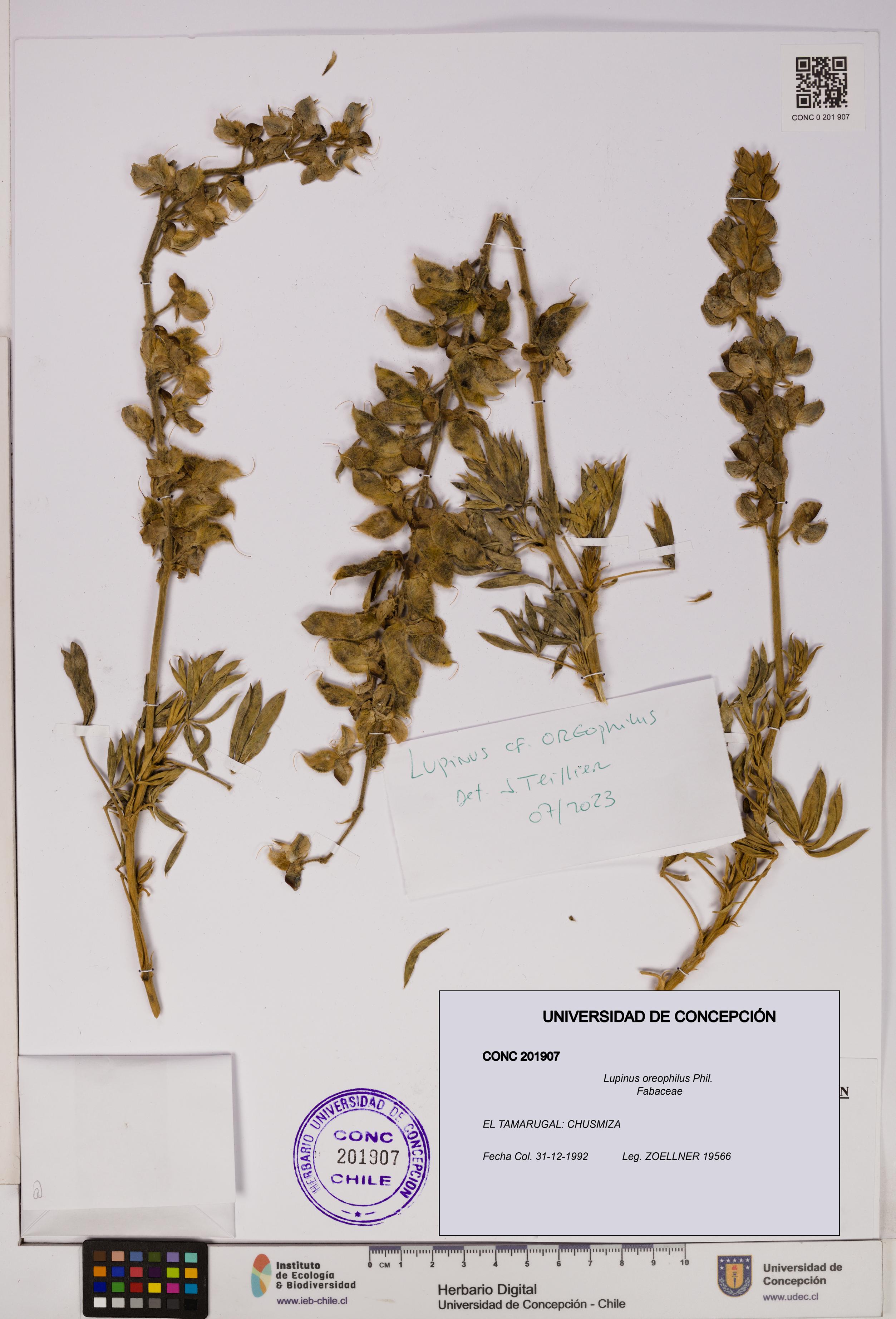 Lupinus oreophilus [Espécimen: UDEC:CONC:0201907]