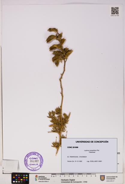 Lupinus oreophilus [Espécimen: UDEC:CONC:0201909]