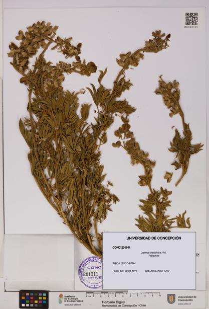 Lupinus oreophilus [Espécimen: UDEC:CONC:0201911]
