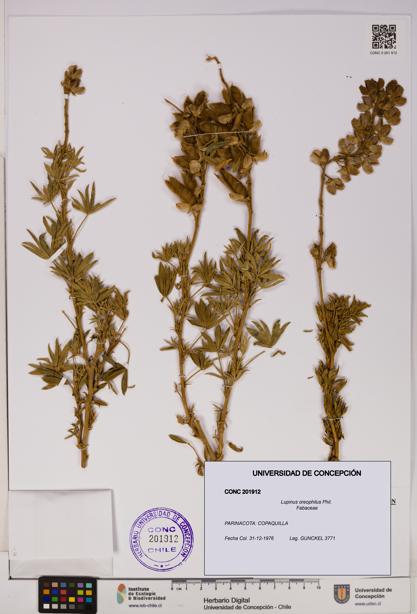 Lupinus oreophilus [Espécimen: UDEC:CONC:0201912]