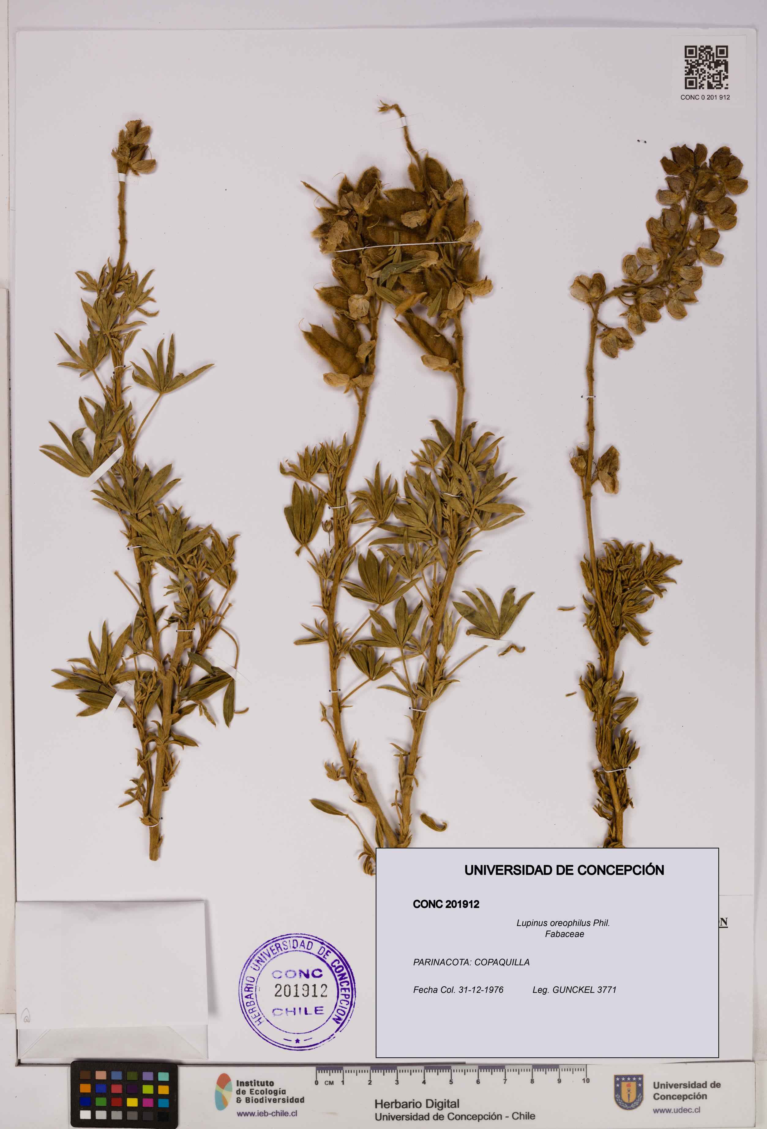Lupinus oreophilus [Espécimen: UDEC:CONC:0201912]