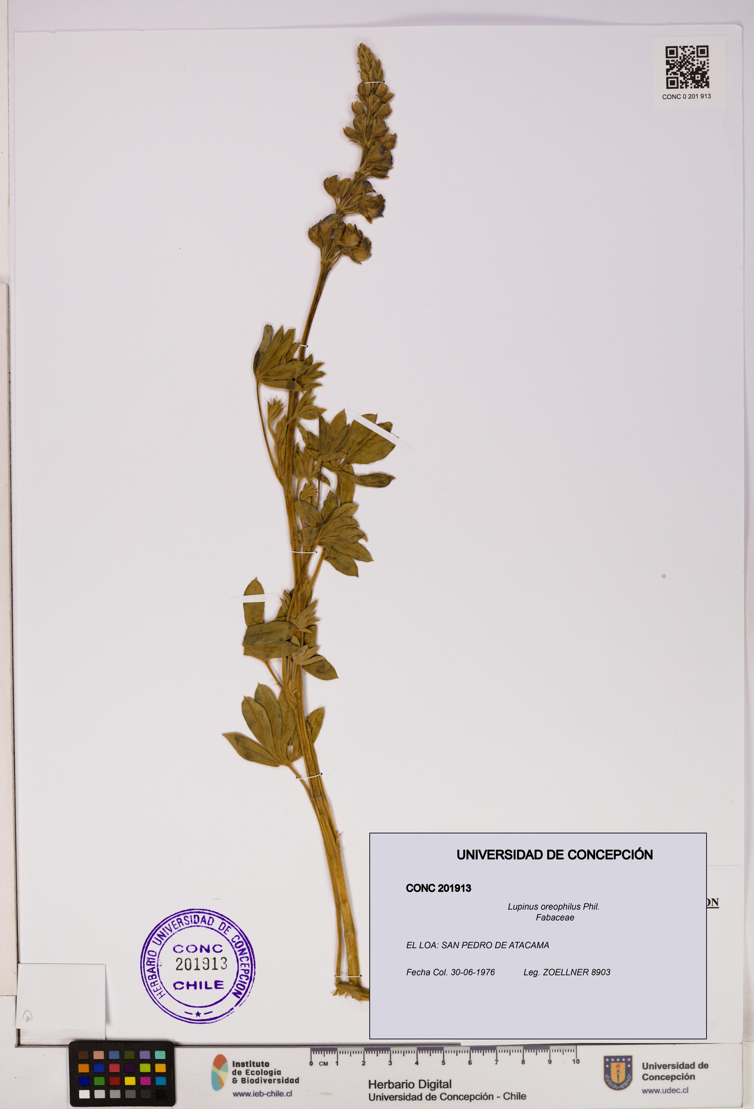 Lupinus oreophilus [Espécimen: UDEC:CONC:0201913]