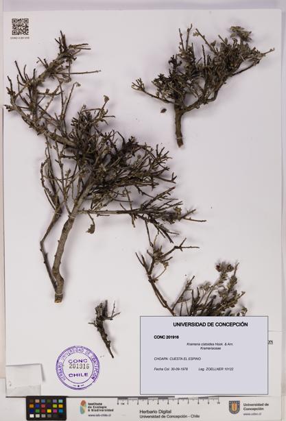 Krameria cistoidea [Espécimen: UDEC:CONC:0201916]