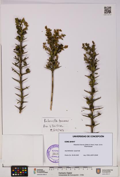 Retanilla trinervia [Espécimen: UDEC:CONC:0201917]