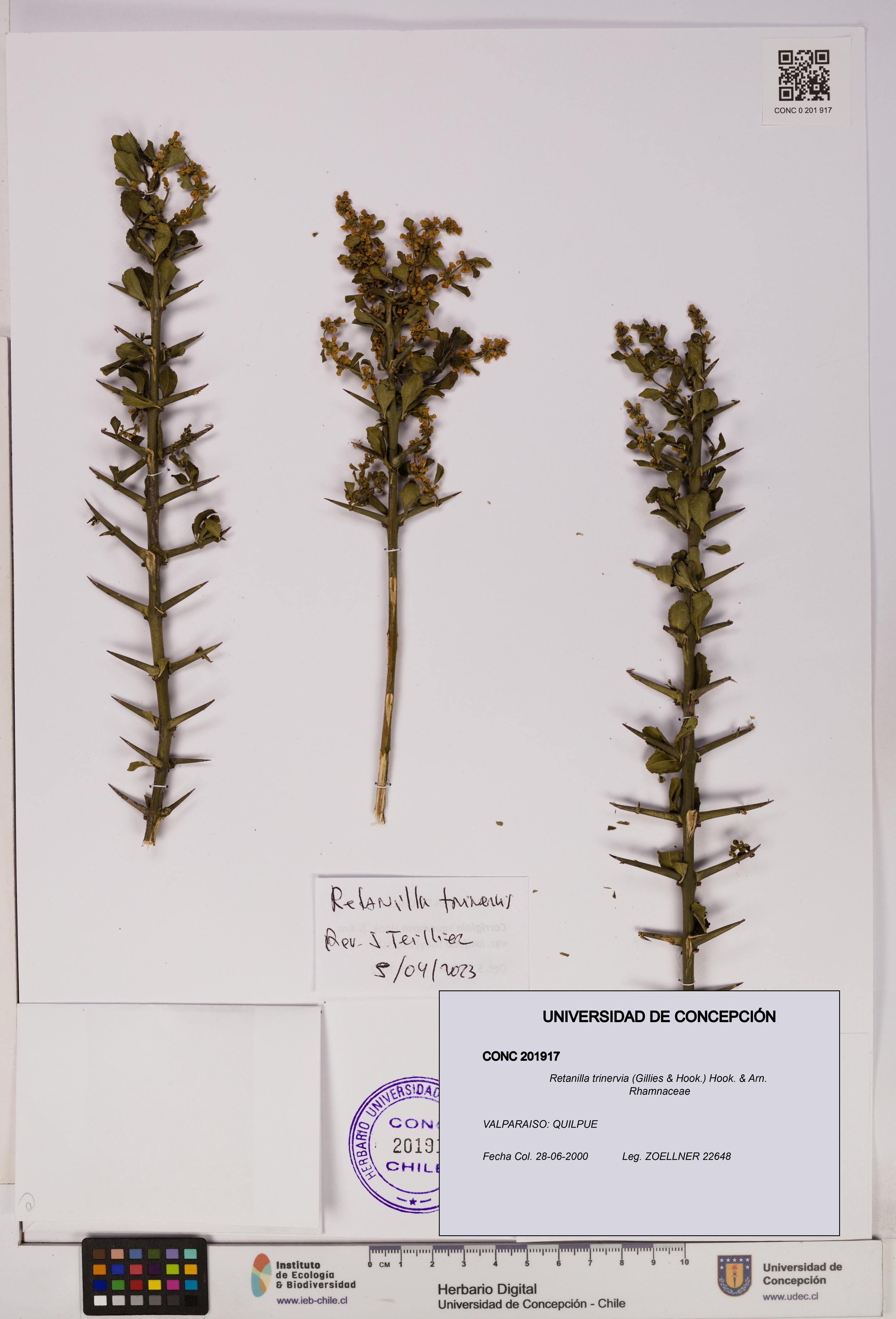 Retanilla trinervia [Espécimen: UDEC:CONC:0201917]