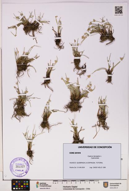 Cyperus laevigatus [Espécimen: UDEC:CONC:0201919]
