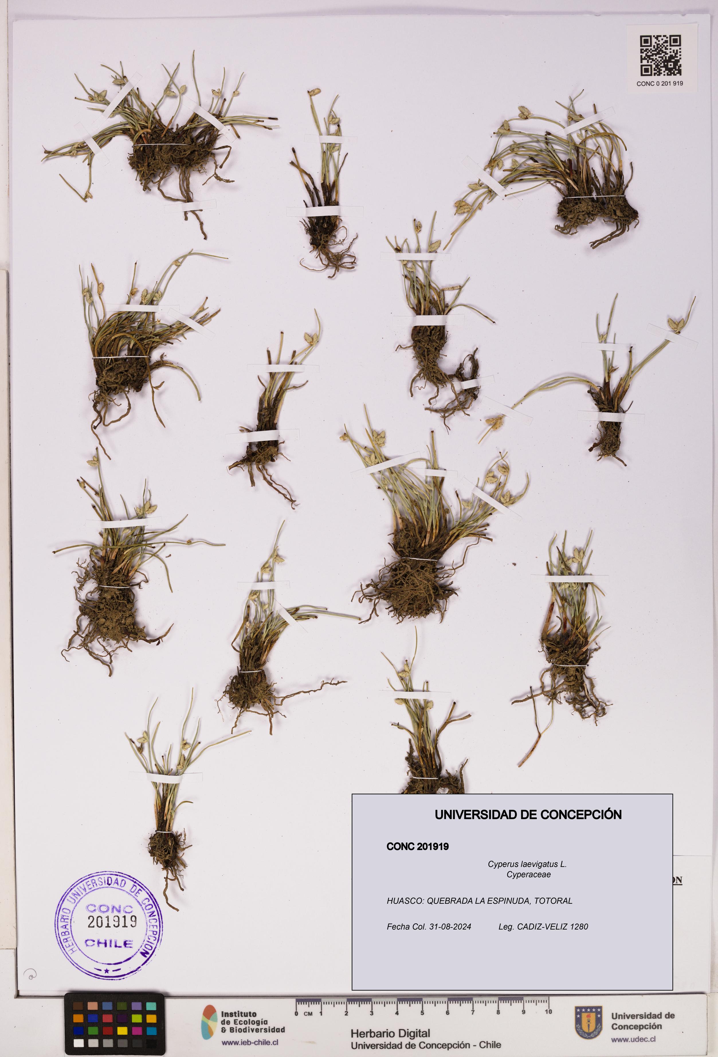 Cyperus laevigatus [Espécimen: UDEC:CONC:0201919]