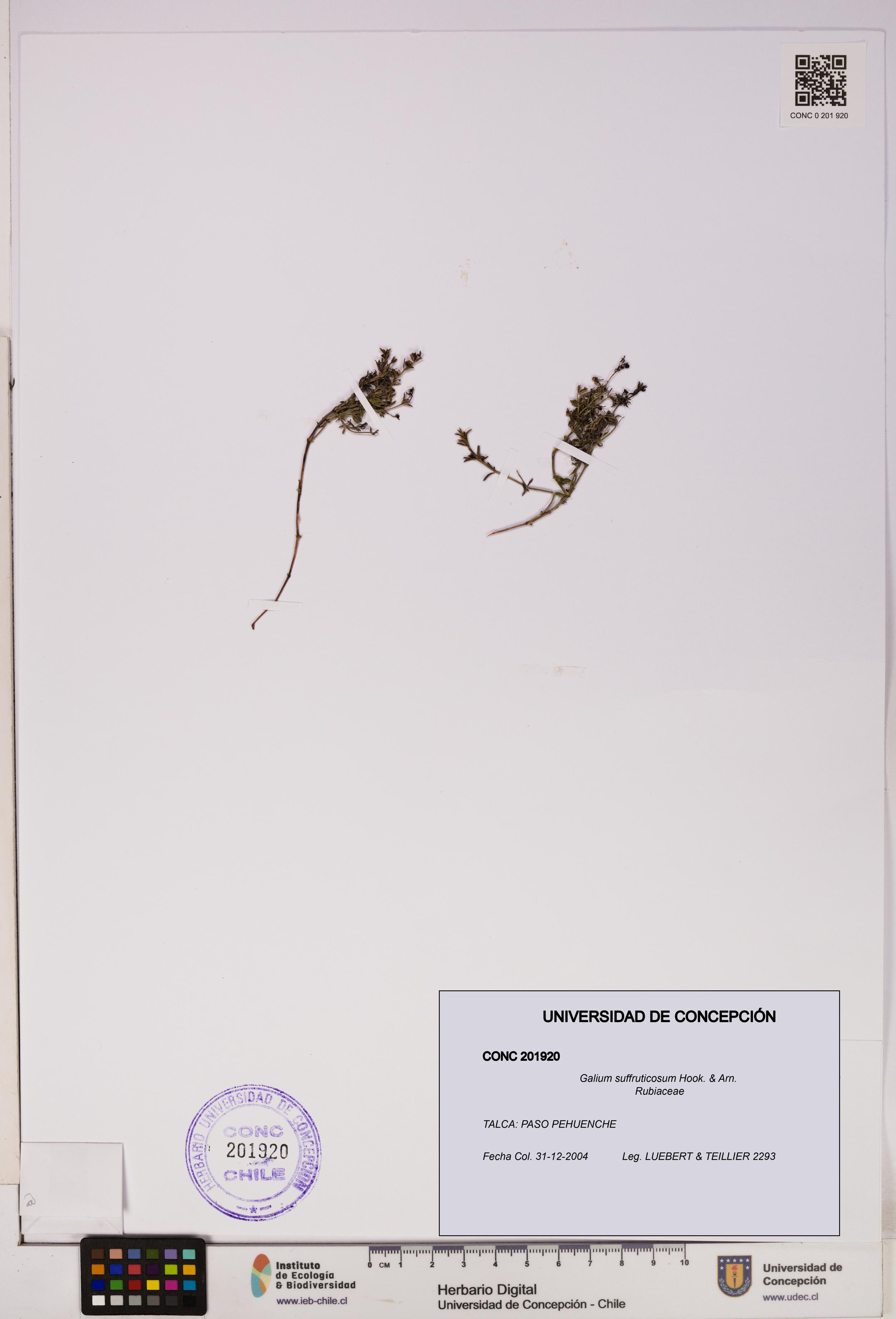 Galium suffruticosum [Espécimen: UDEC:CONC:0201920]