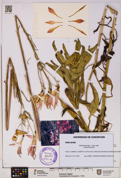Alstroemeria ligtu subsp. ligtu [Espécimen: UDEC:CONC:0201922]