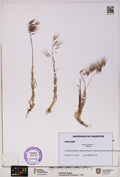 Bromus tectorum [Espécimen: UDEC:CONC:0201923]