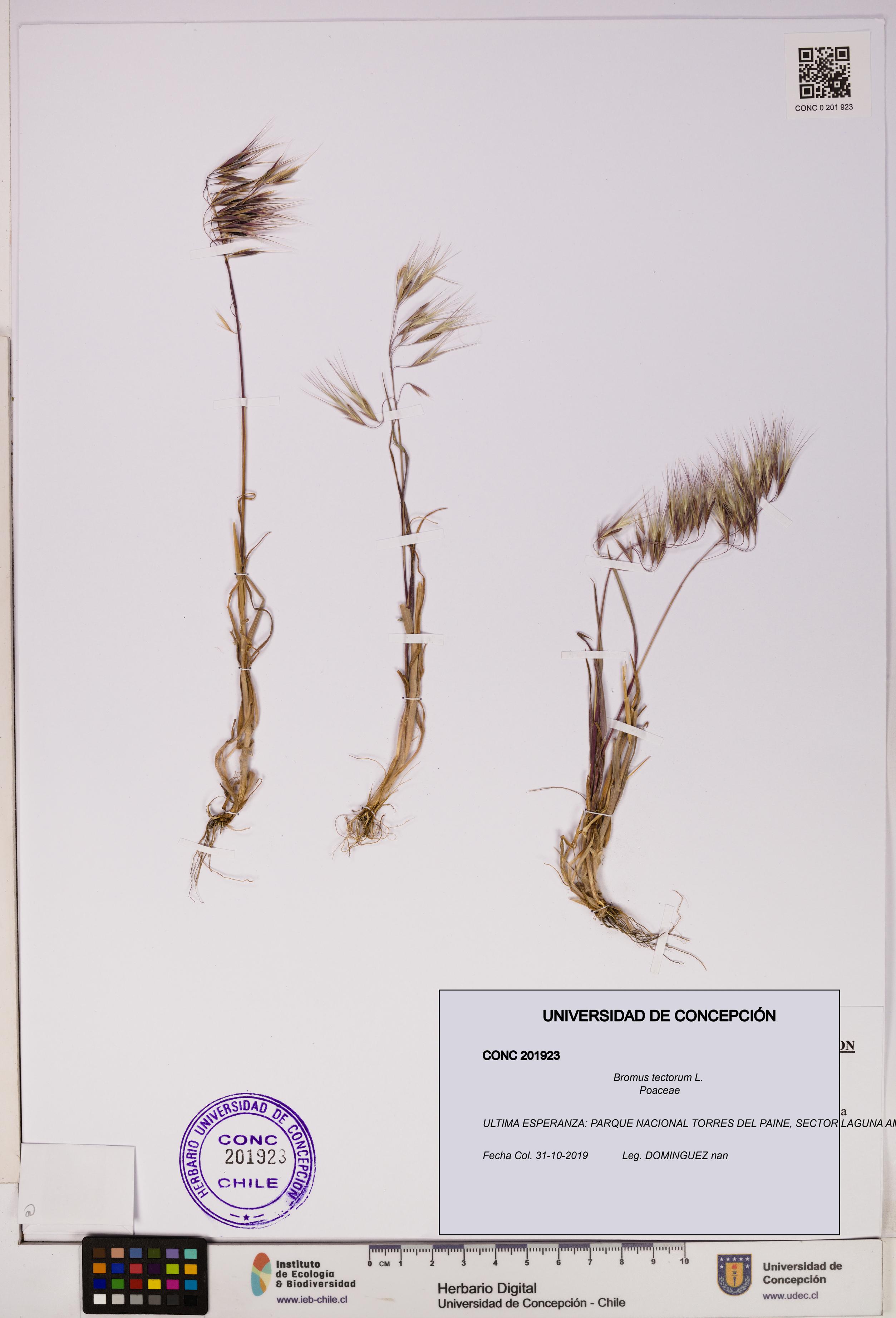 Bromus tectorum [Espécimen: UDEC:CONC:0201923]
