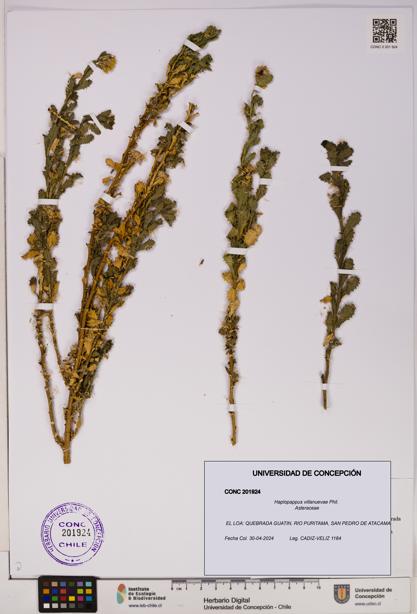 Haplopappus villanuevae [Espécimen: UDEC:CONC:0201924]