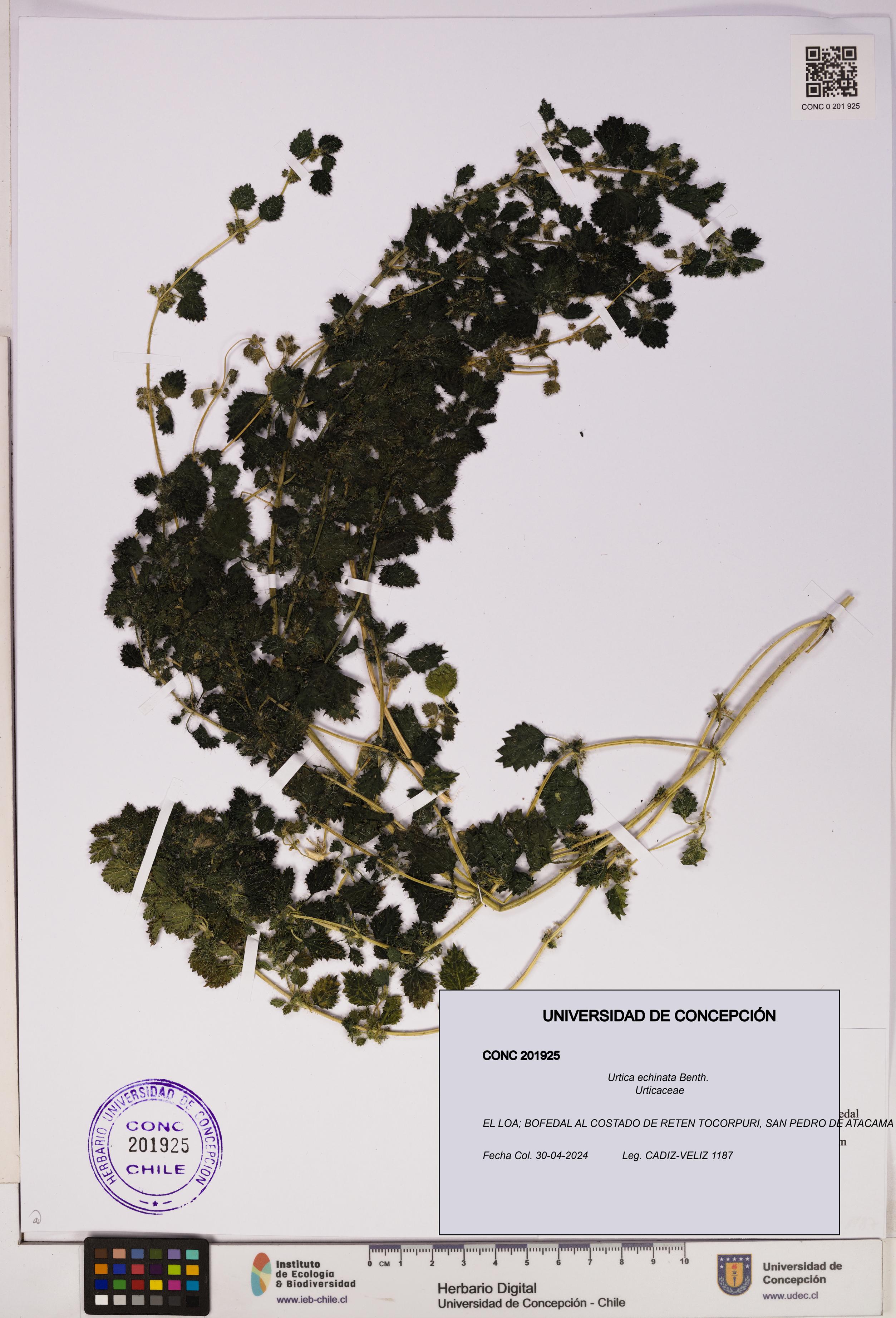 Urtica echinata [Espécimen: UDEC:CONC:0201925]