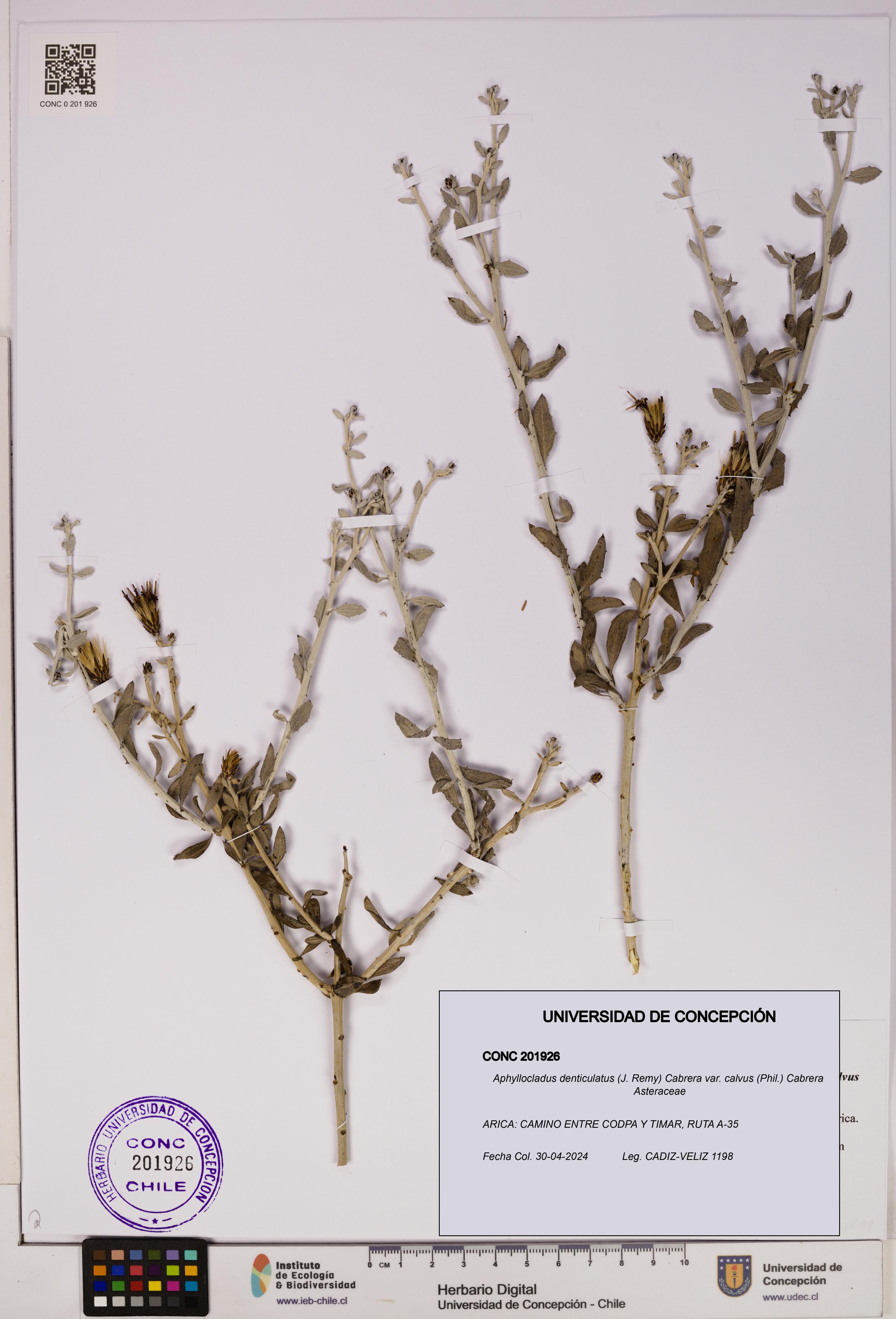 Aphyllocladus denticulatus var. calvus [Espécimen: UDEC:CONC:0201926]