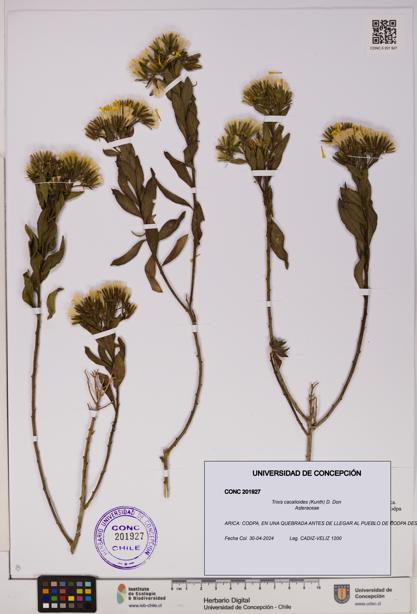 Trixis cacalioides [Espécimen: UDEC:CONC:0201927]