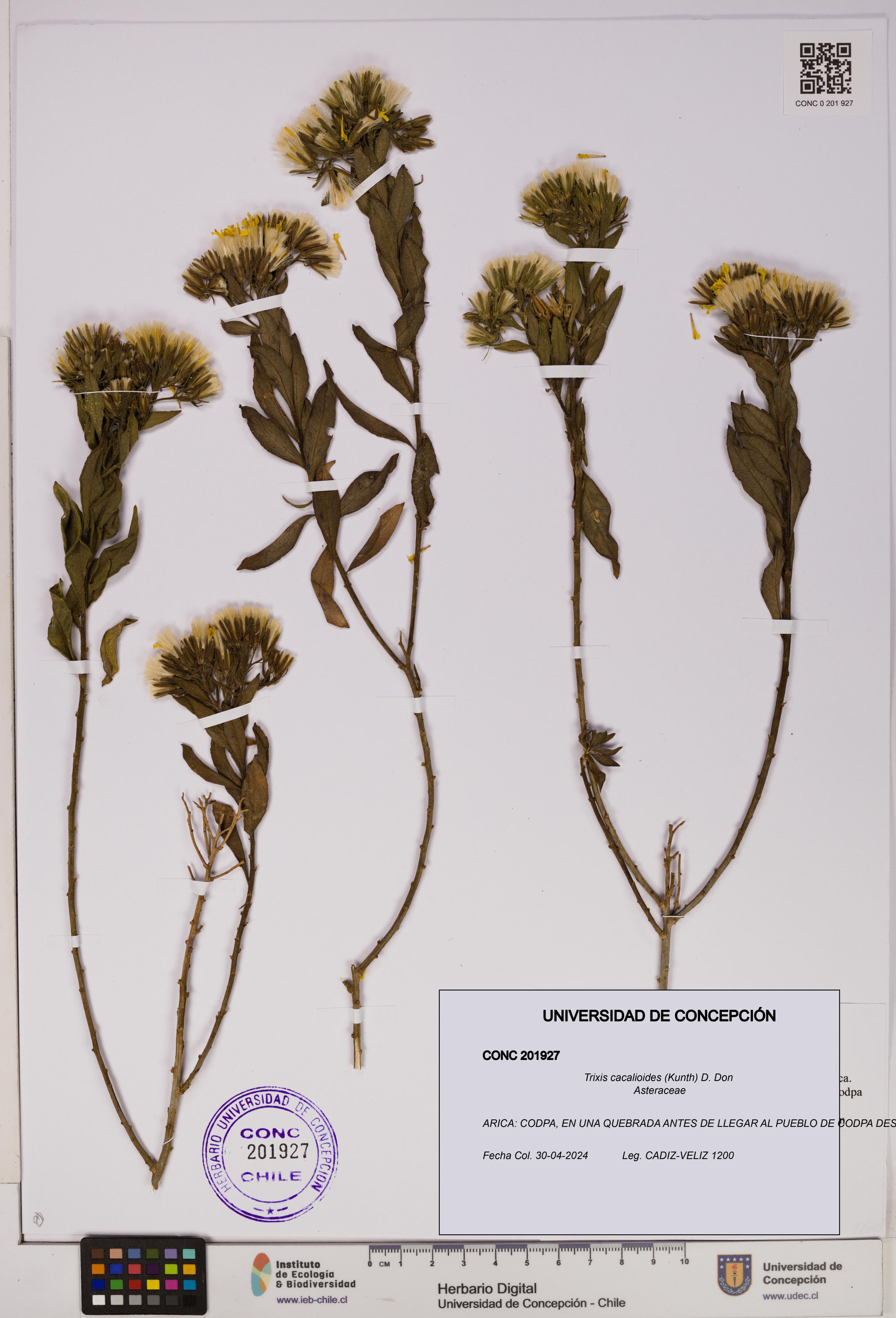 Trixis cacalioides [Espécimen: UDEC:CONC:0201927]