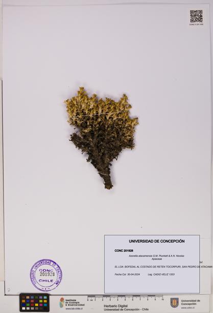 Azorella atacamensis [Espécimen: UDEC:CONC:0201928]
