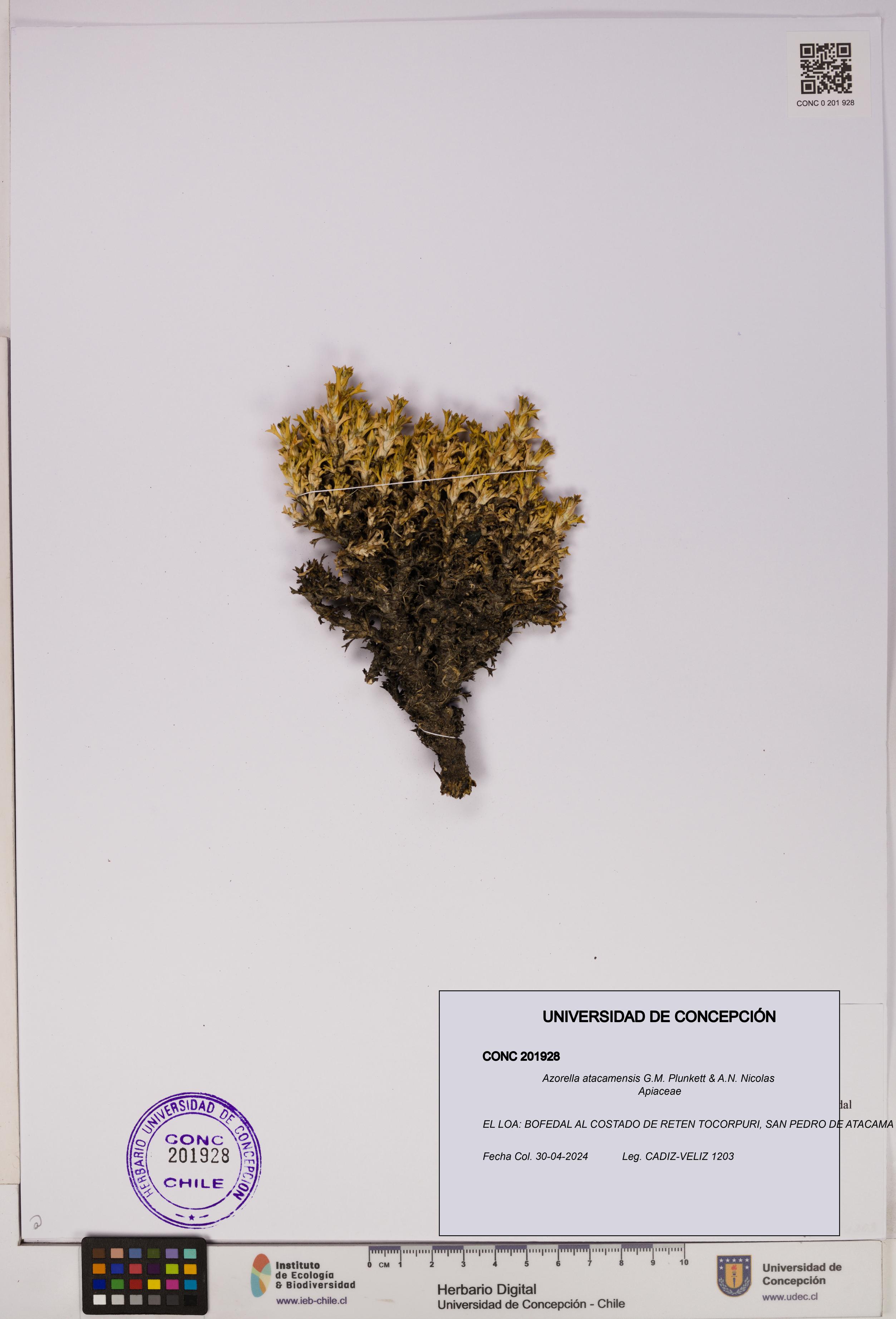 Azorella atacamensis [Espécimen: UDEC:CONC:0201928]