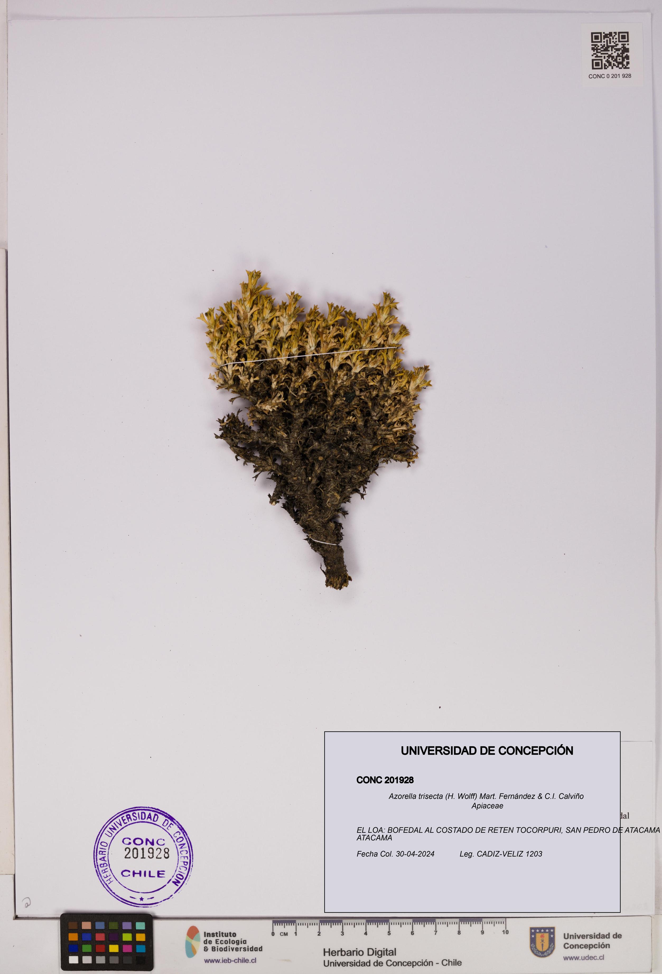 Azorella trisecta [Espécimen: ]
