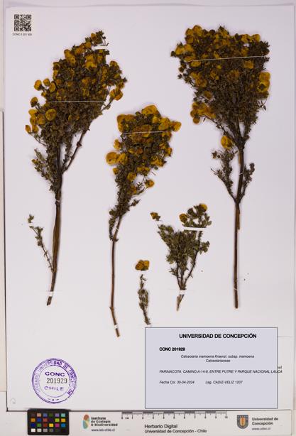 Calceolaria inamoena subsp. inamoena [Espécimen: UDEC:CONC:0201929]